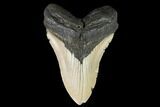 Fossil Megalodon Tooth - North Carolina #108984-1